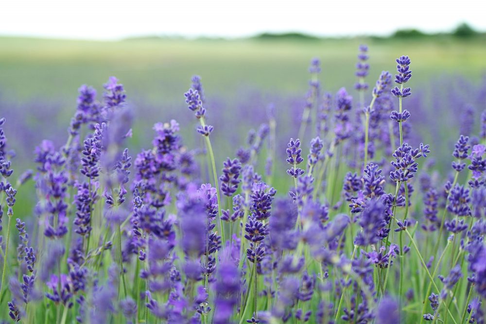 Bioesse - Aromatherapy Patch Store - Using Lavender to Help You Get a Better Night’s Rest