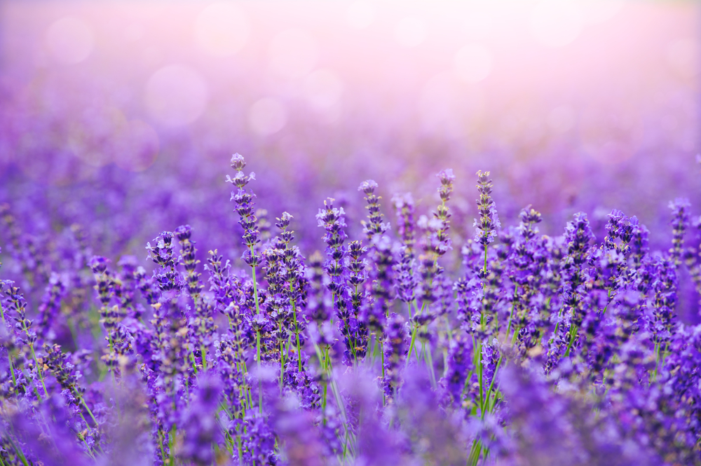Bioesse - Aromatherapy Patch Store - How to Incorporate More Lavender into Your Life